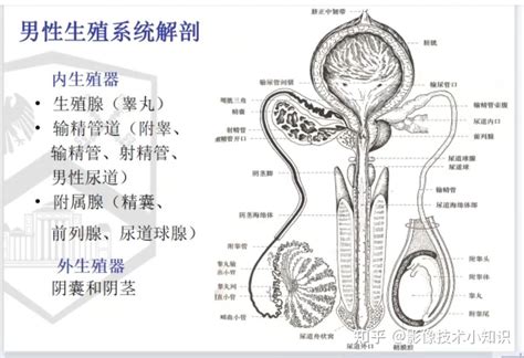 男人生殖|人體解剖學/男性生殖器